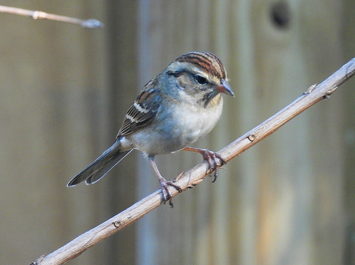 strnádka vrabcovitá - ML645859149