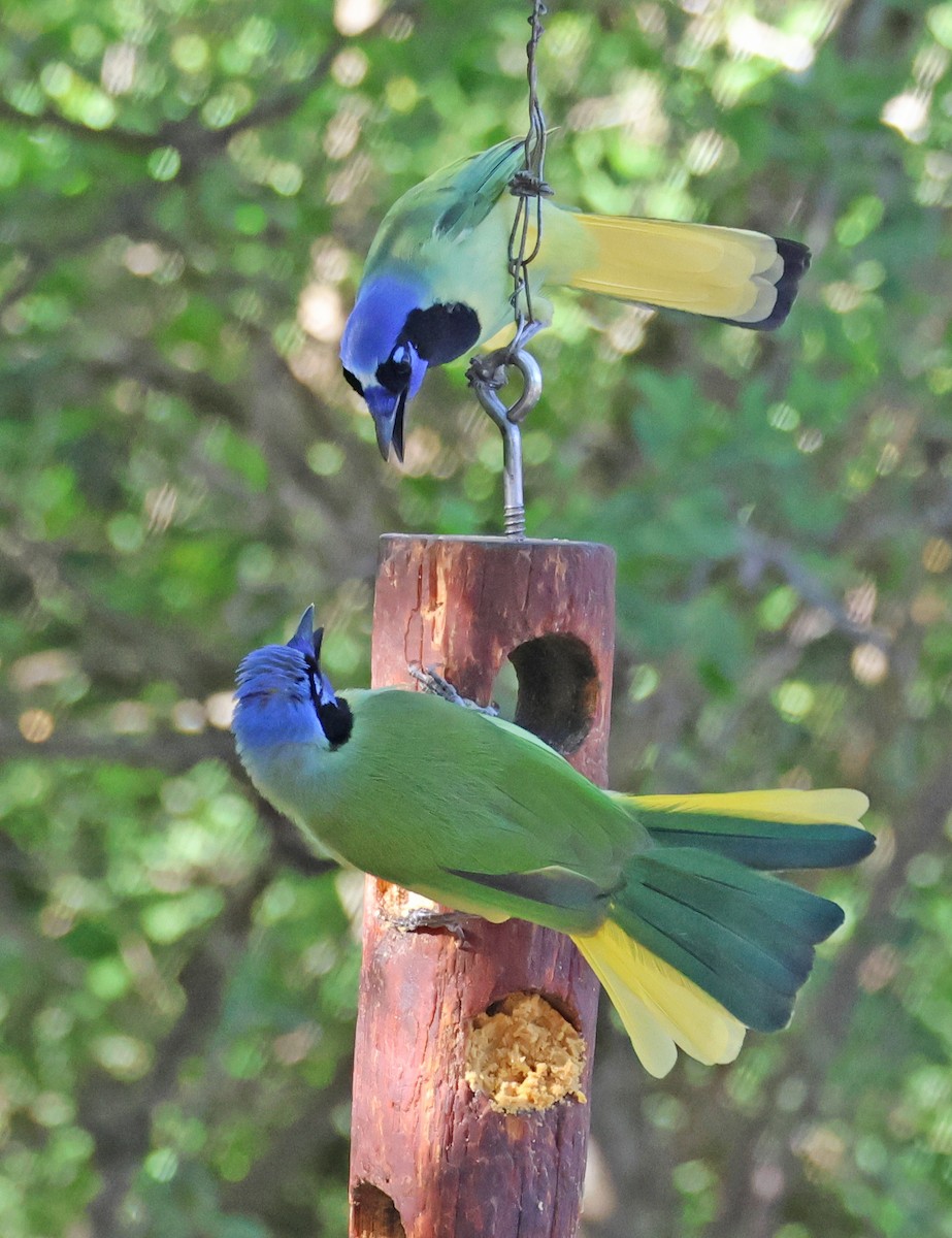 Перуанская сойка [группа luxuosus] - ML645859150