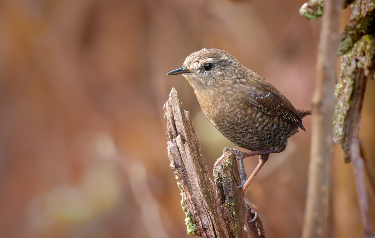 Winter Wren - ML645859151