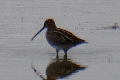 Wilson's Snipe - ML645859162