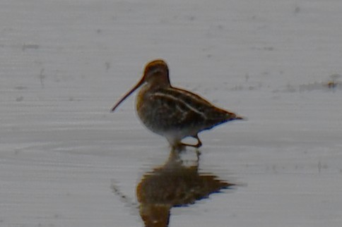 Wilson's Snipe - ML645859163