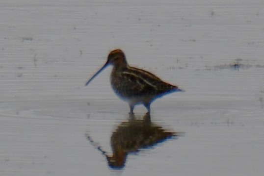 Wilson's Snipe - ML645859164