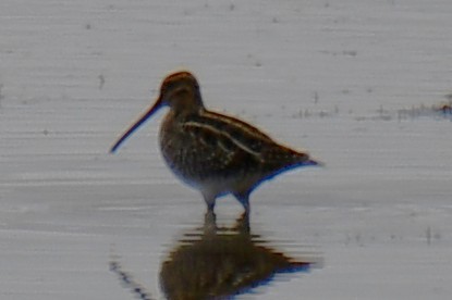 Wilson's Snipe - ML645859165