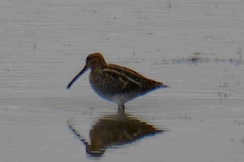 Wilson's Snipe - ML645859166