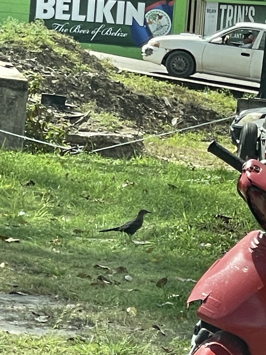 Great-tailed Grackle - ML645859174