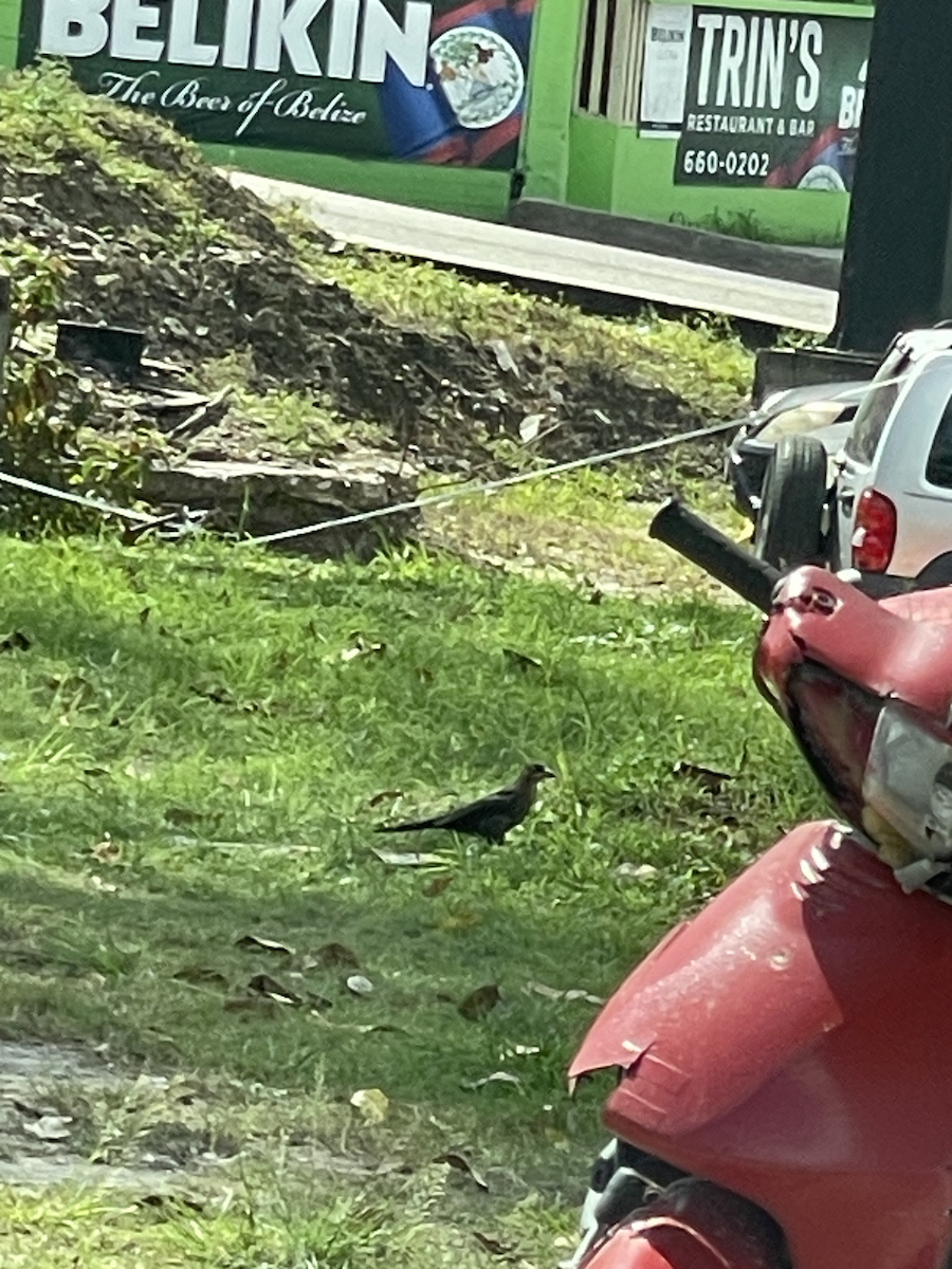 Great-tailed Grackle - ML645859175