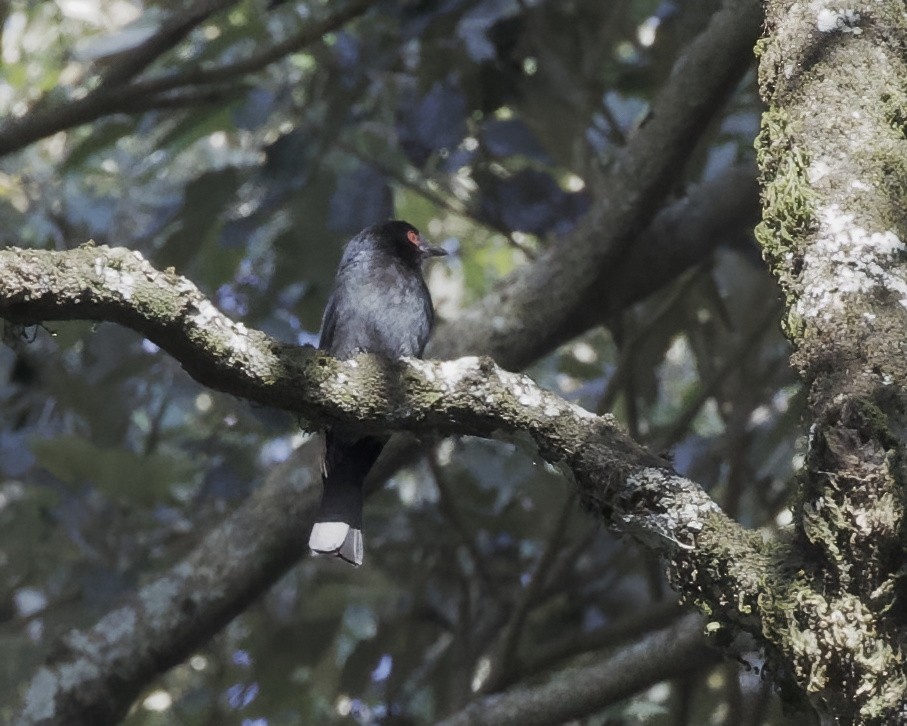 smådrongo (sharpei) - ML645859177