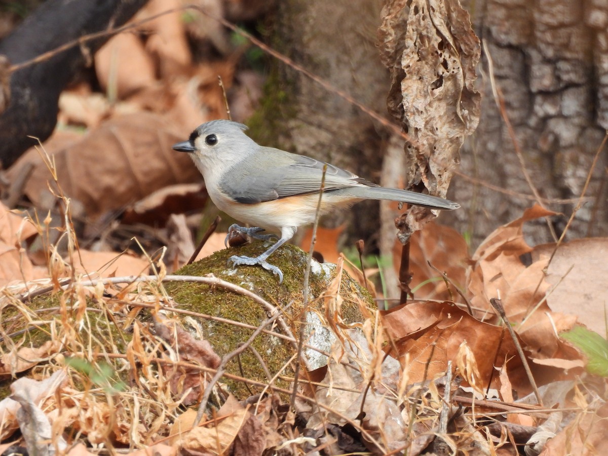 Американская гренадерка - ML645859185