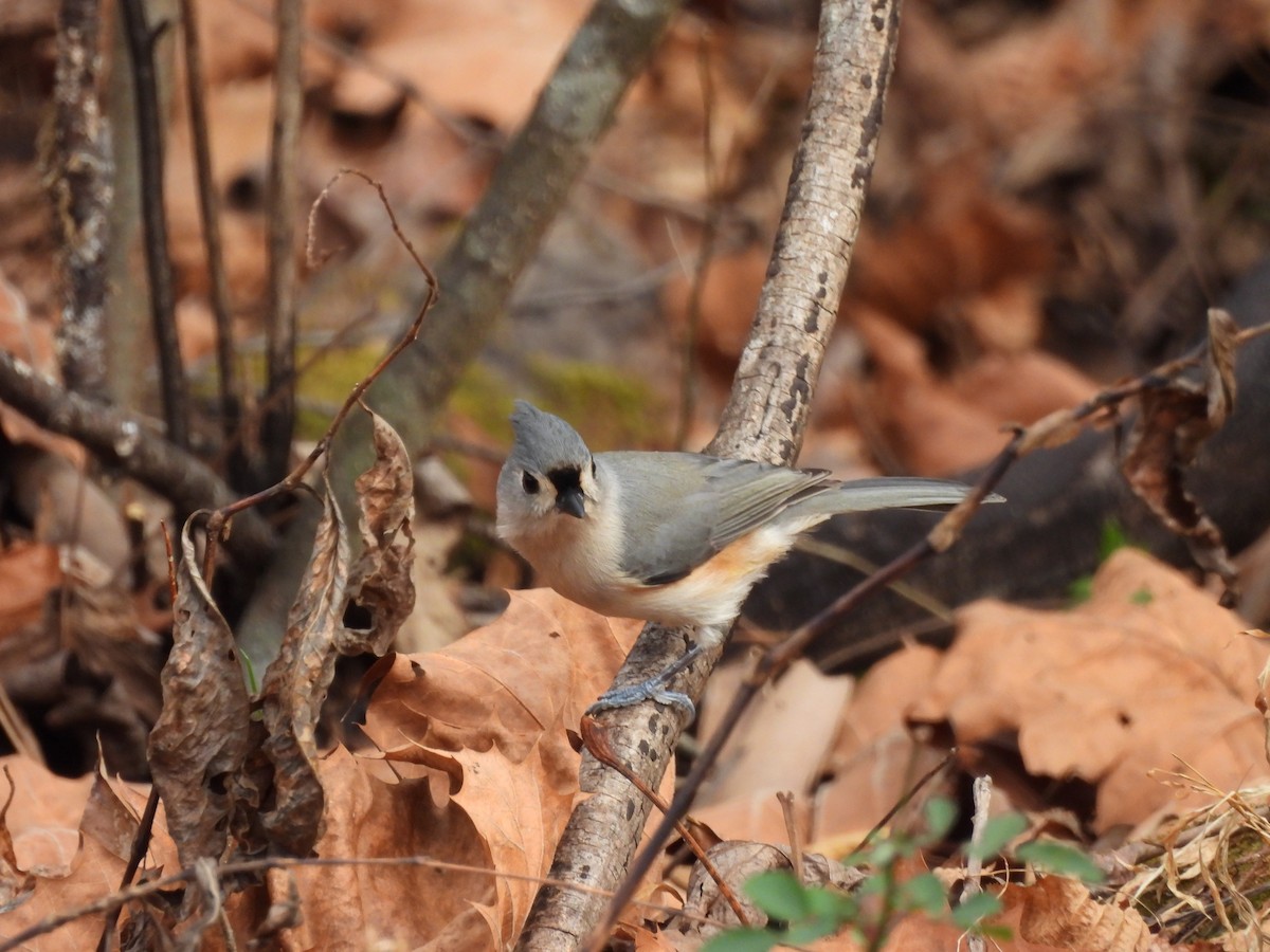 Американская гренадерка - ML645859186