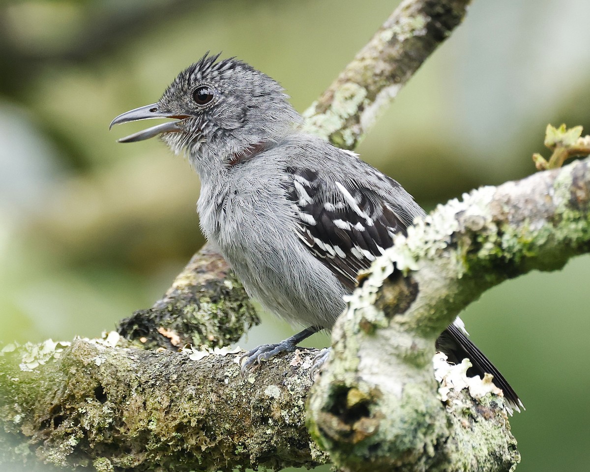 Пестрокрылый колючник - ML645859188