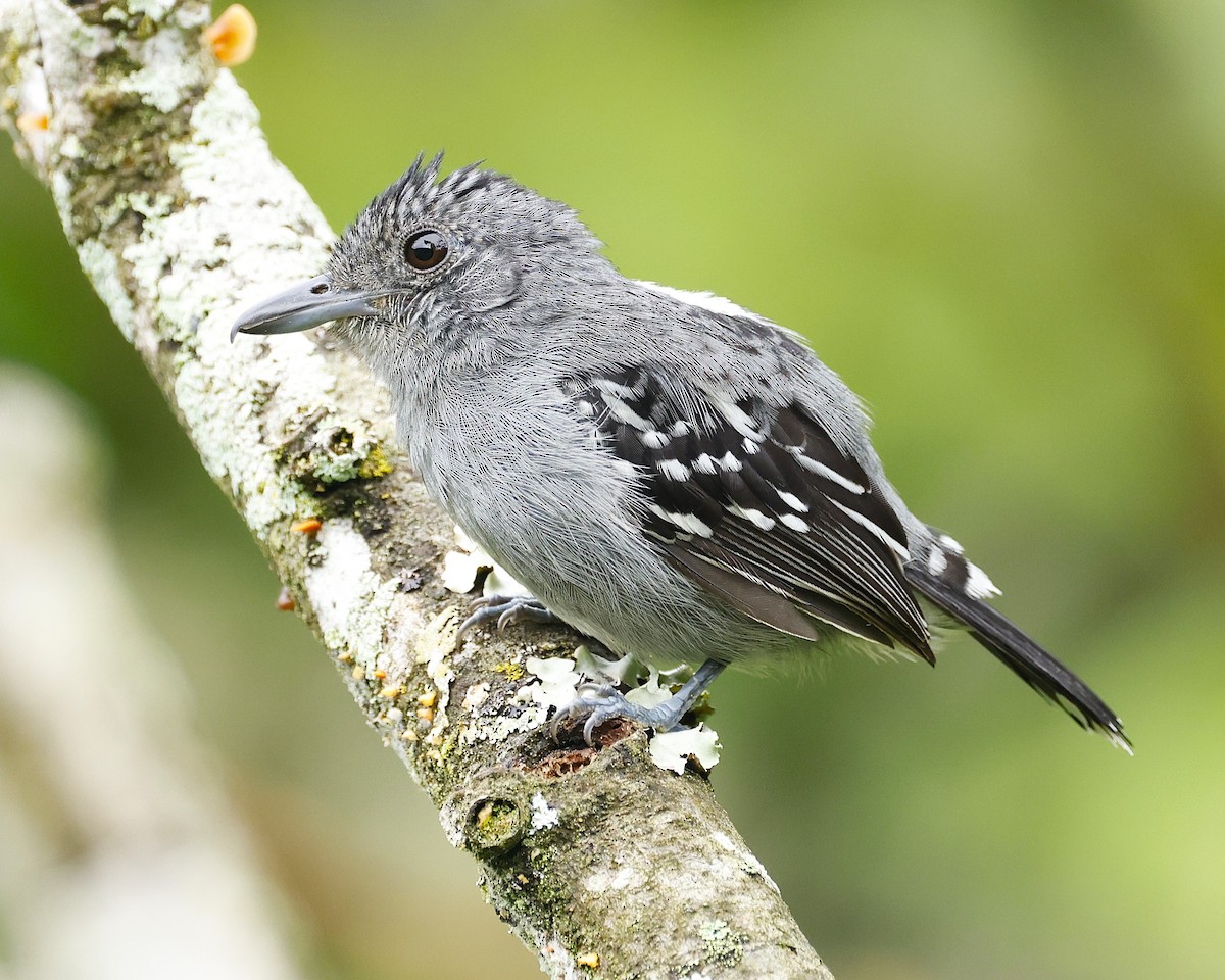 Пестрокрылый колючник - ML645859189