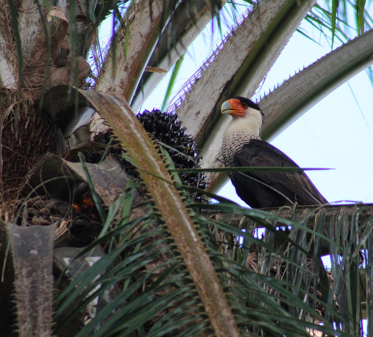 Равнинная каракара - ML645859192