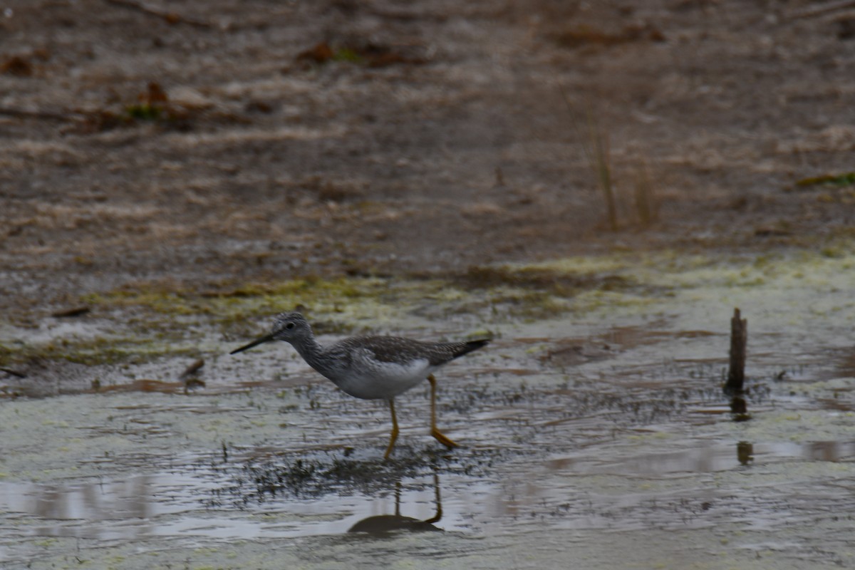 Пёстрый улит - ML645859194