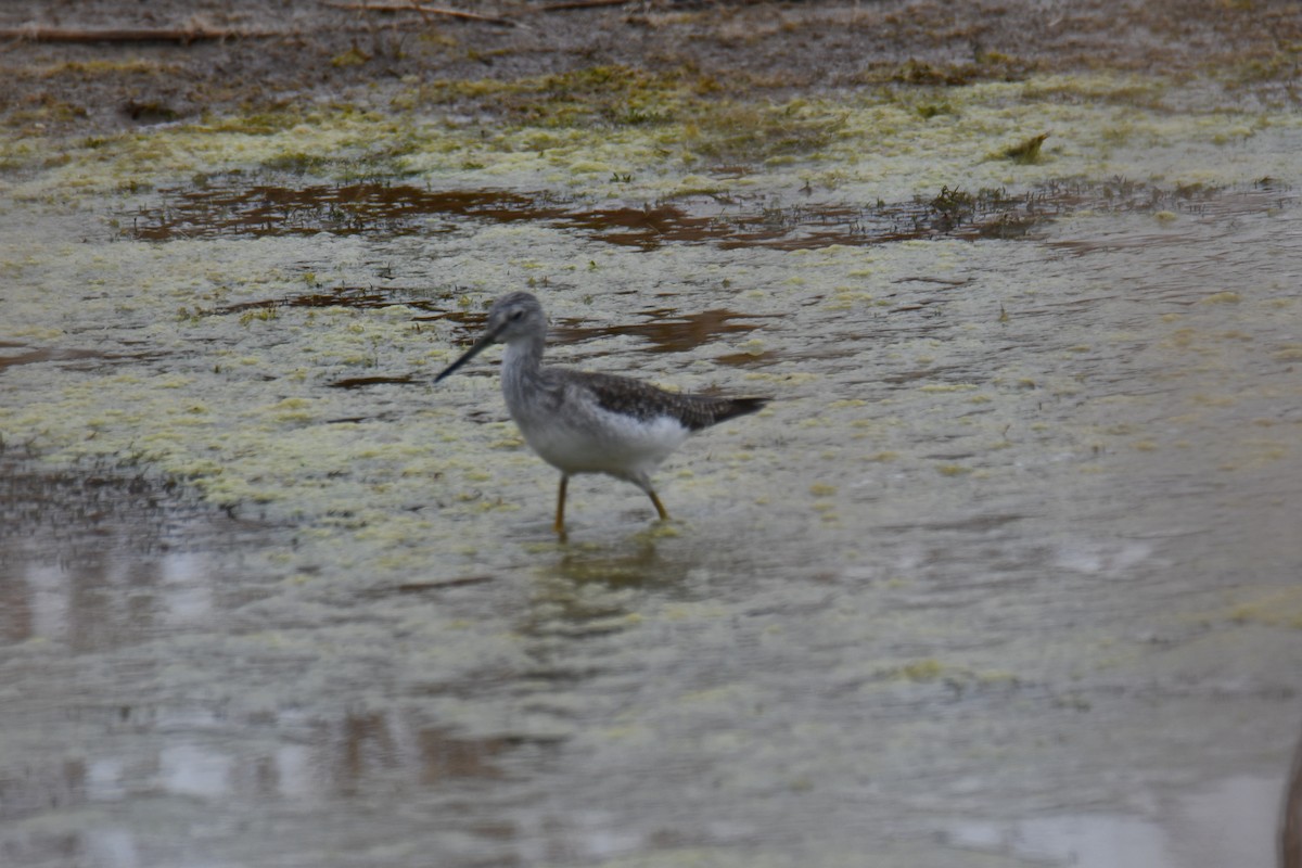 Пёстрый улит - ML645859195