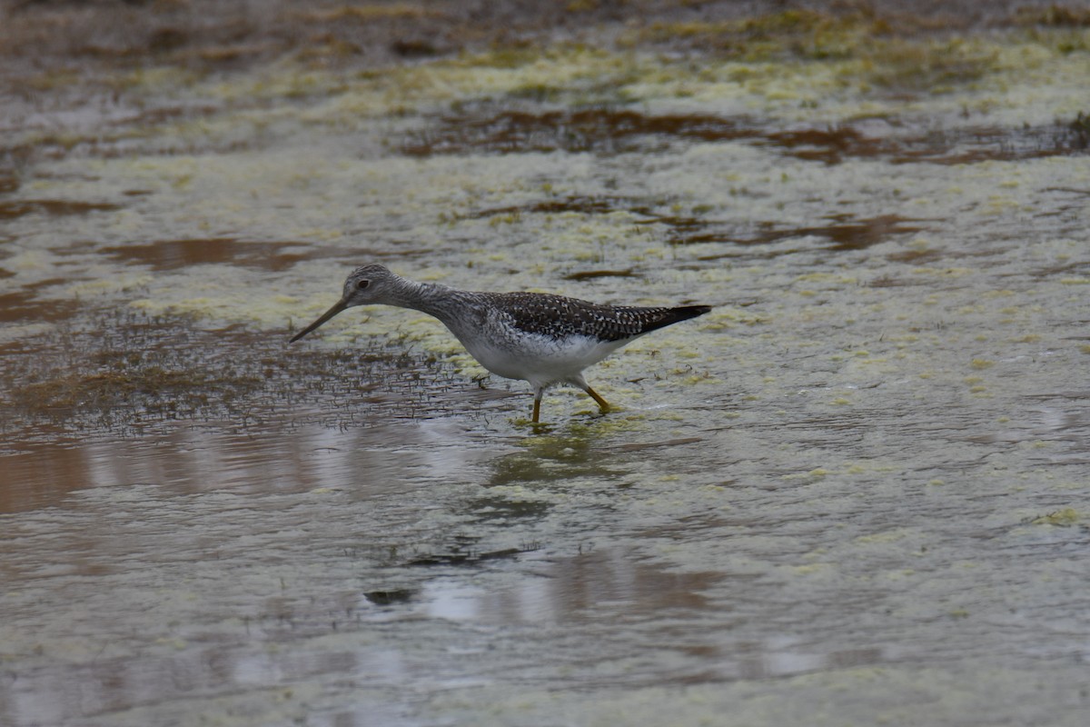 Пёстрый улит - ML645859196