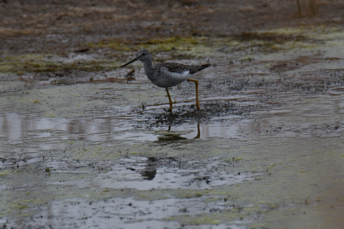 Пёстрый улит - ML645859197