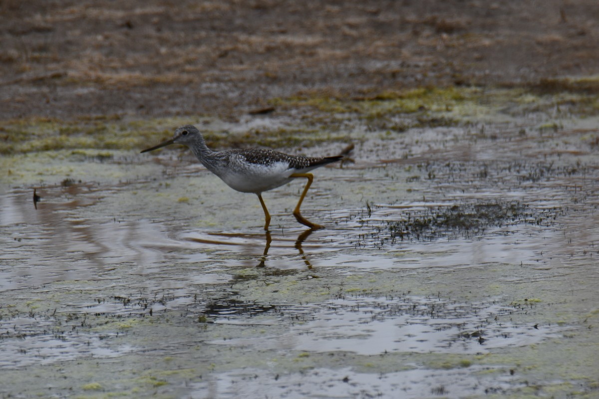 Пёстрый улит - ML645859198