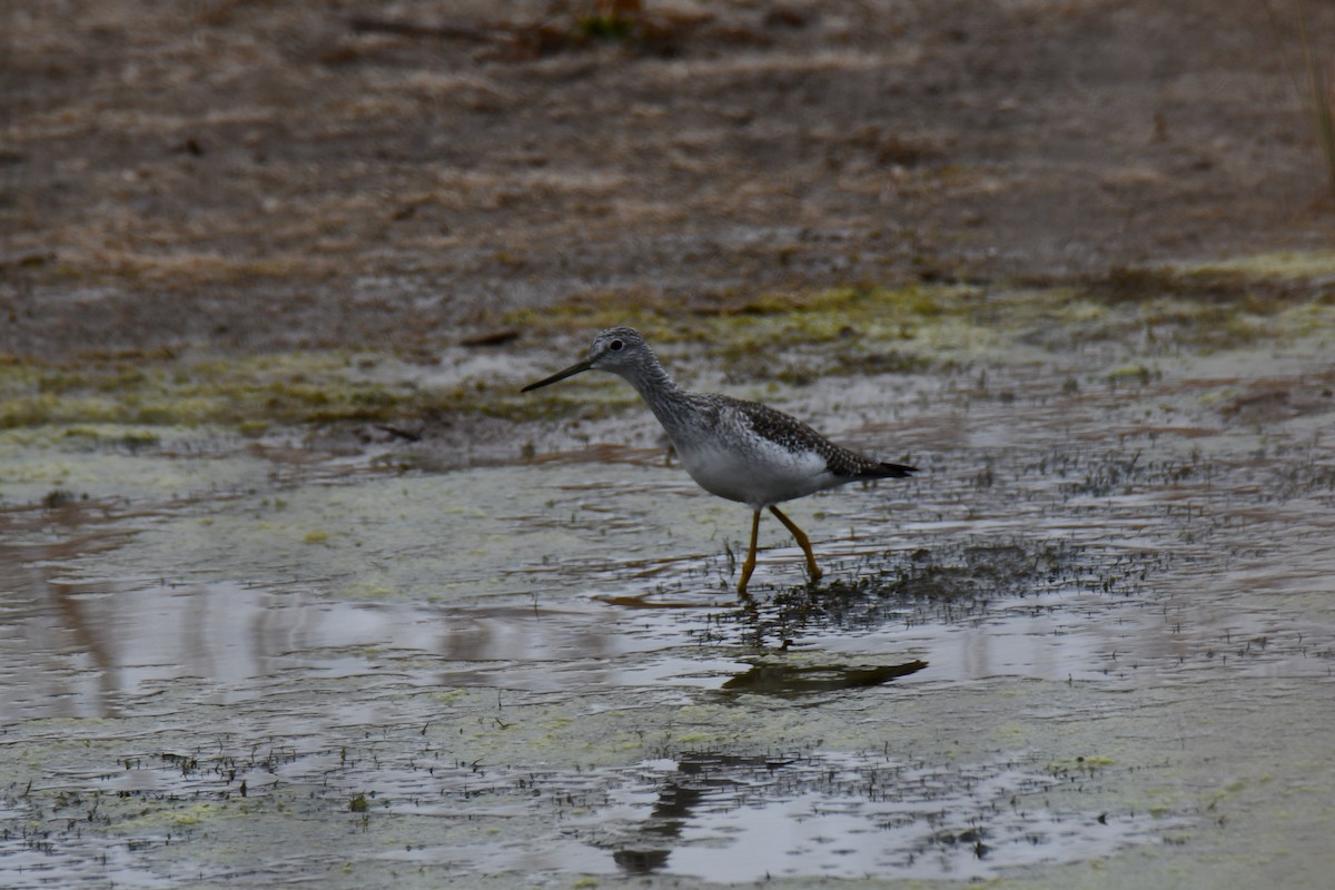 Пёстрый улит - ML645859199