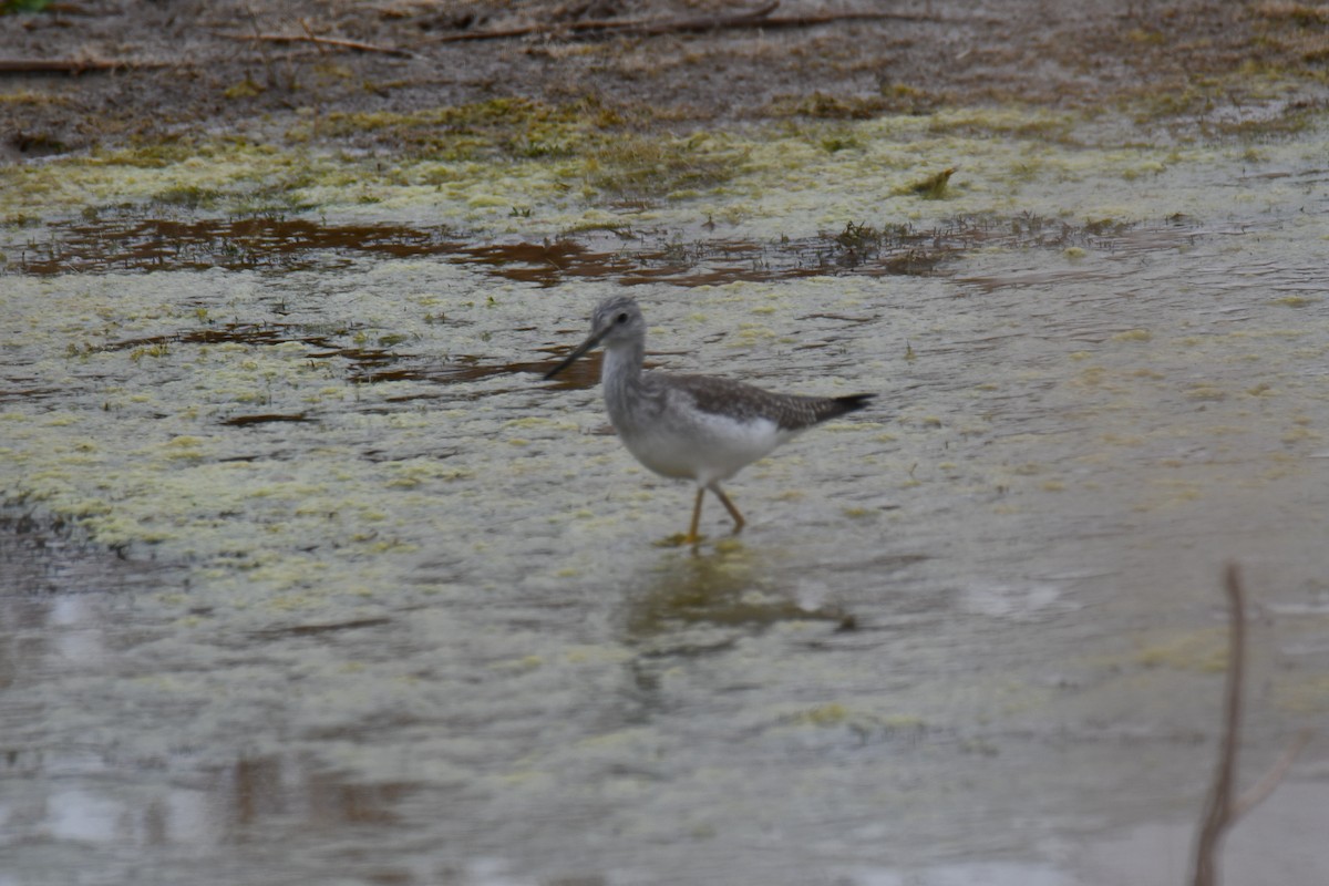 Пёстрый улит - ML645859200