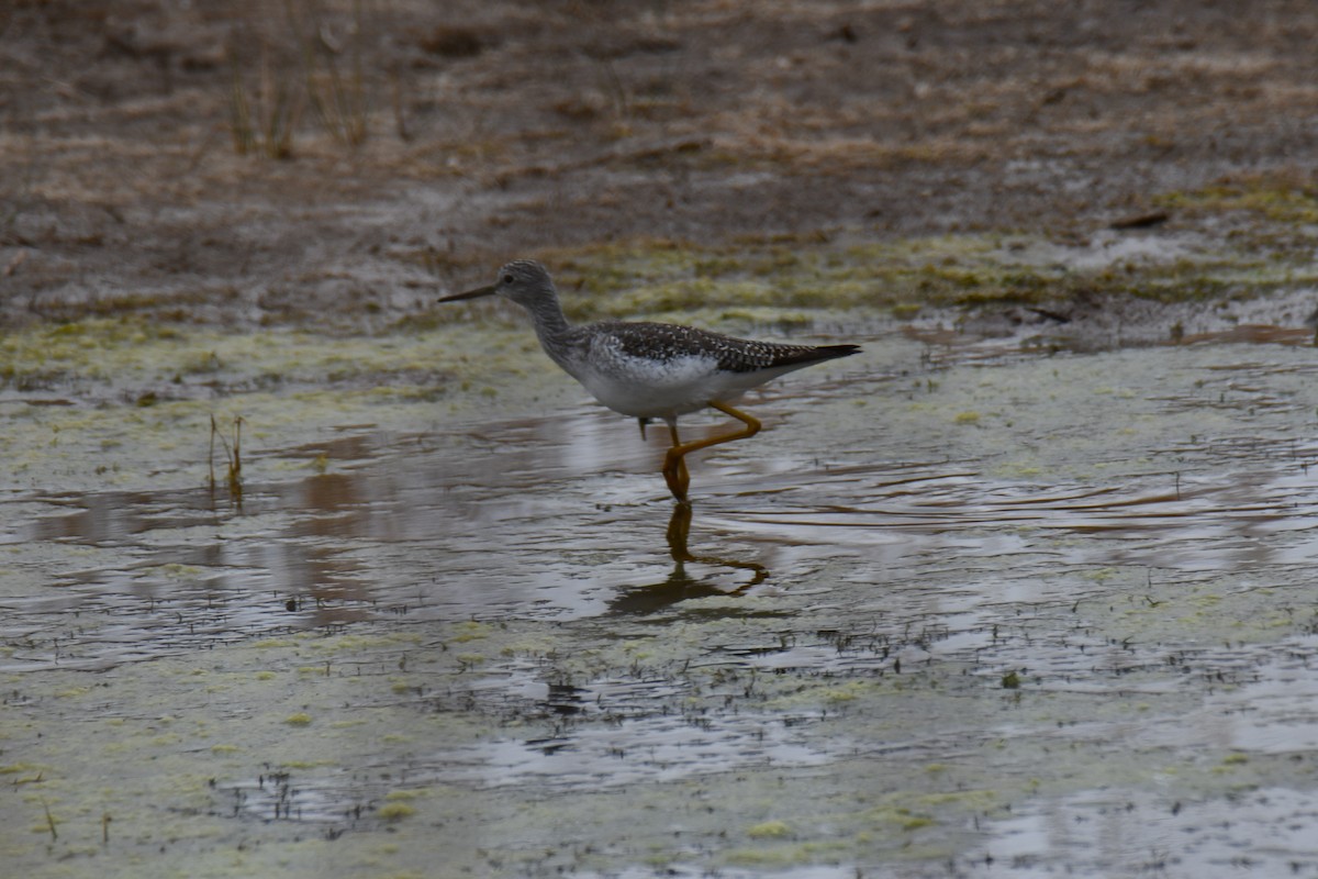 Пёстрый улит - ML645859201