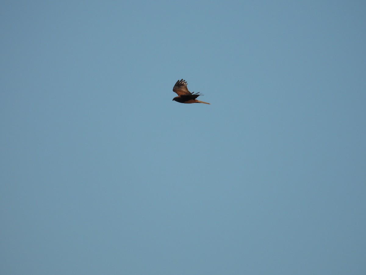 Болотный лунь - ML645859203