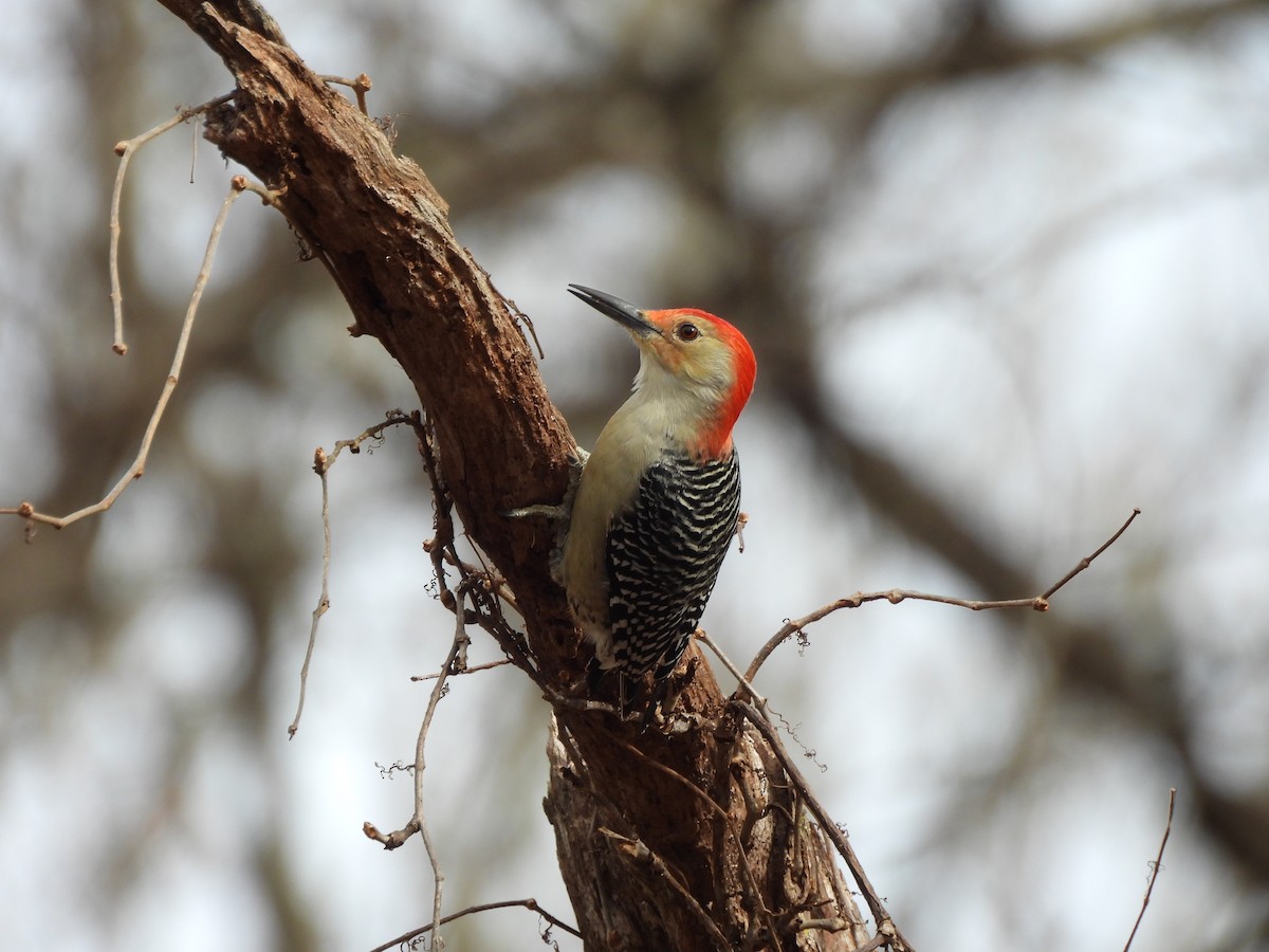 Каролинский дятел - ML645859204