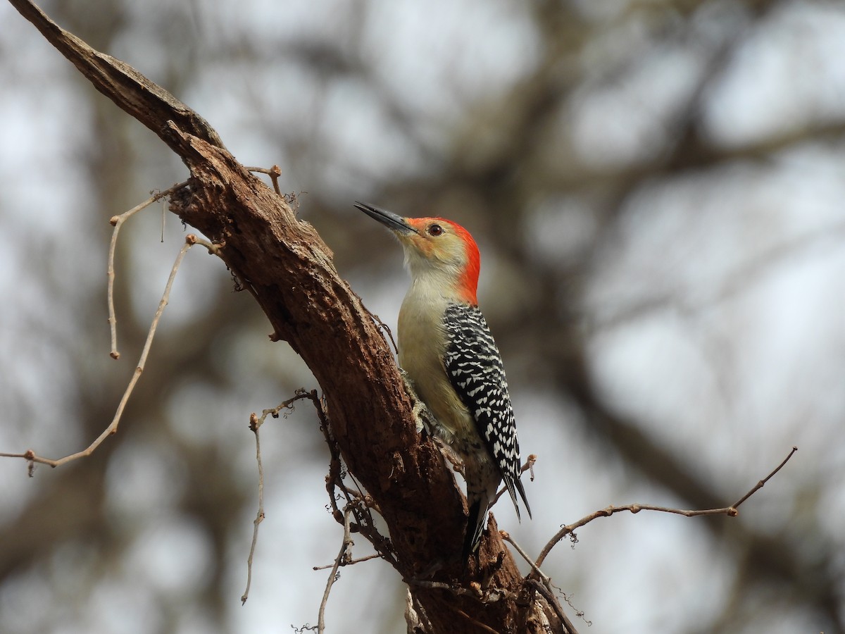 Red-bellied Woodpecker - ML645859205