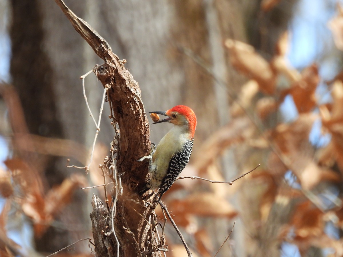 Red-bellied Woodpecker - ML645859206