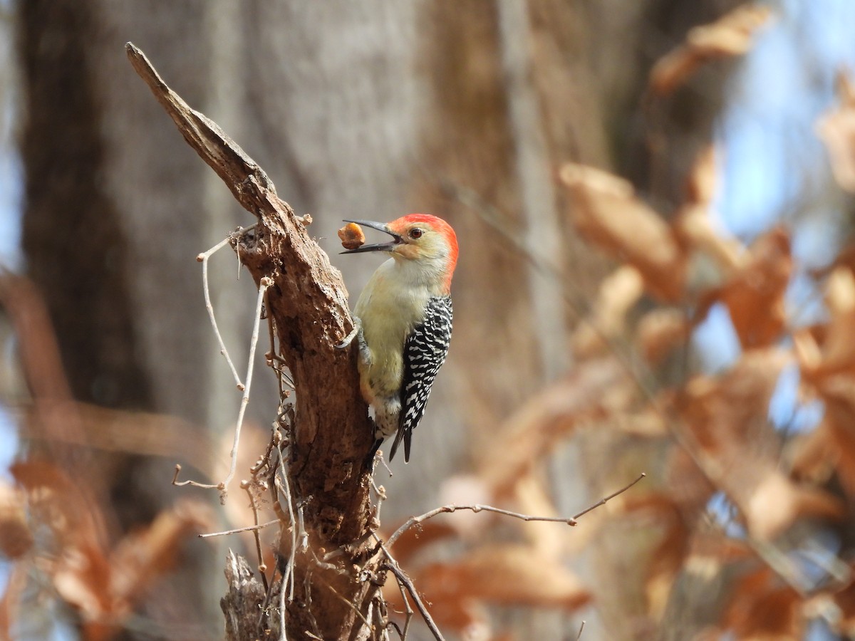 Red-bellied Woodpecker - ML645859207