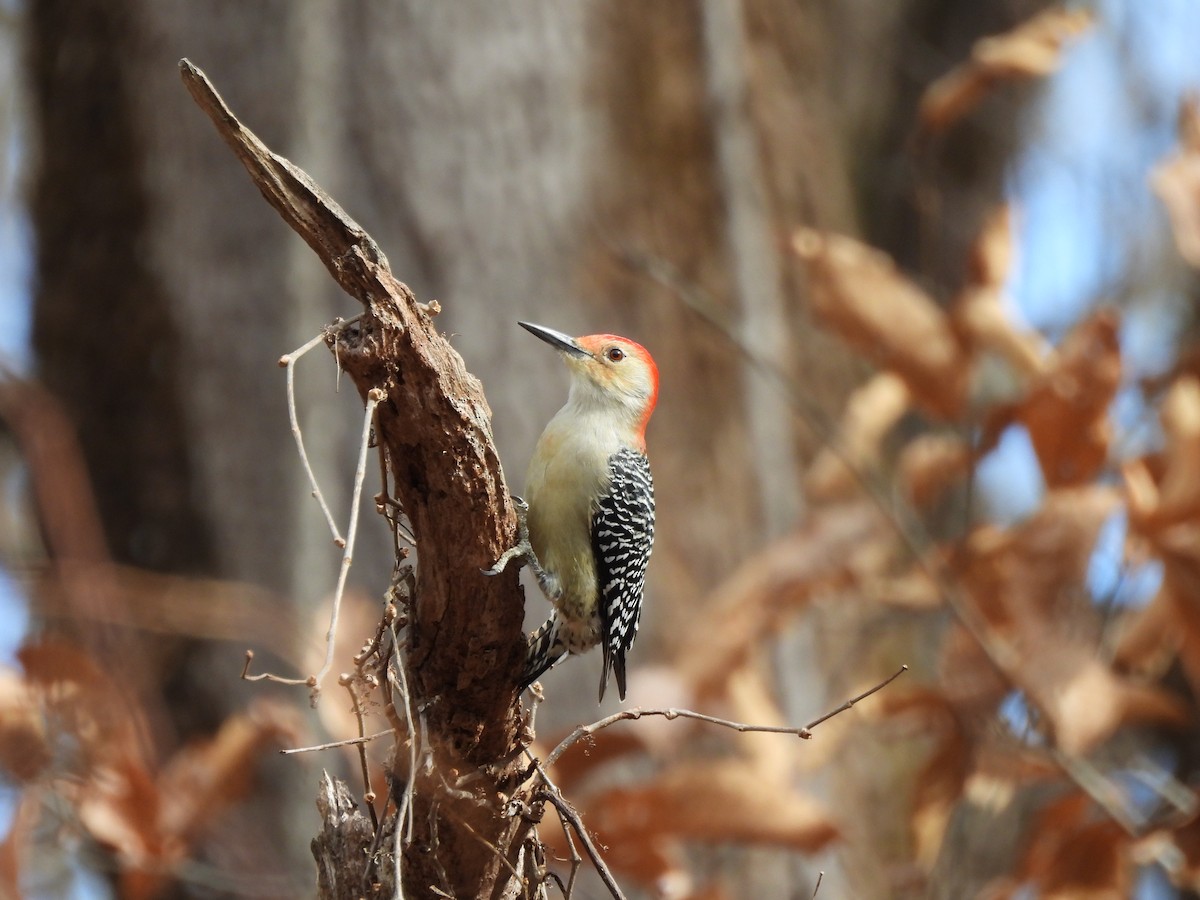 Red-bellied Woodpecker - ML645859208