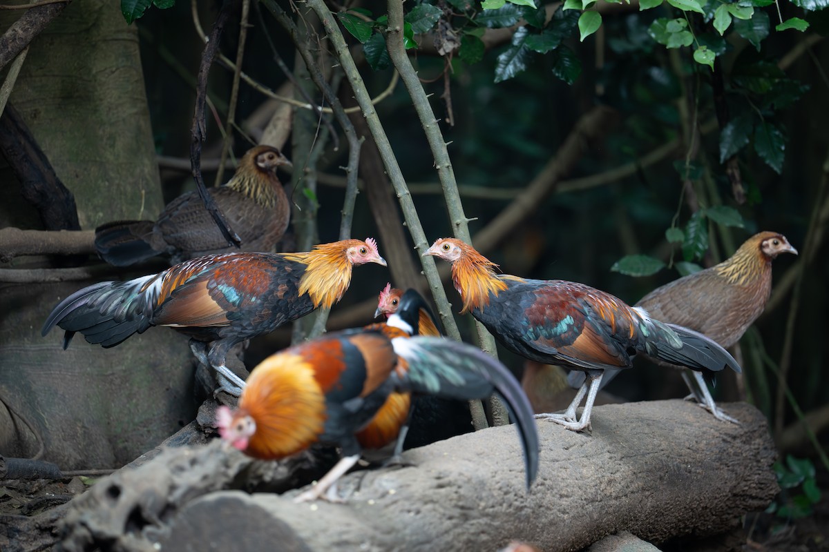 Банкивский петух - ML645859209