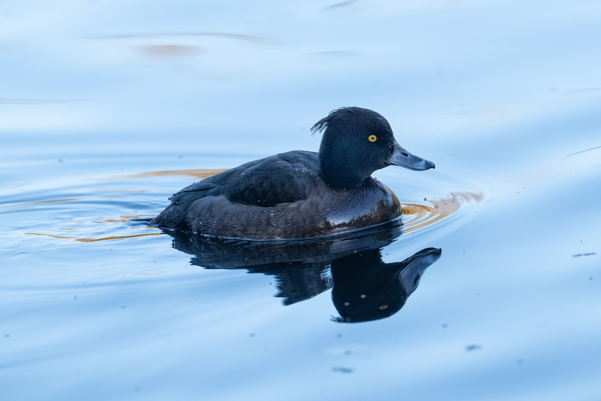 Хохлатая чернеть - ML645859214