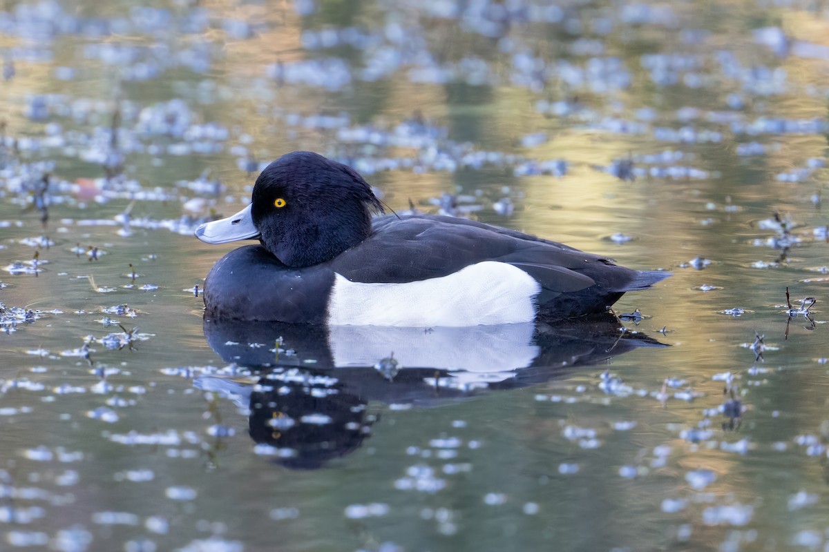 Хохлатая чернеть - ML645859215