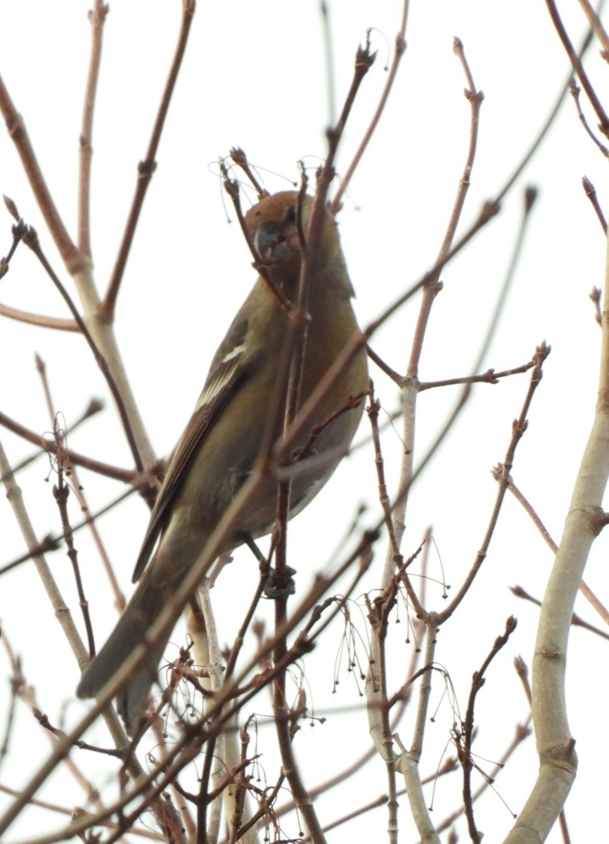 Щур - ML645859217