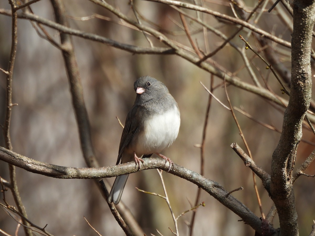 Dark-eyed Junco - ML645859219
