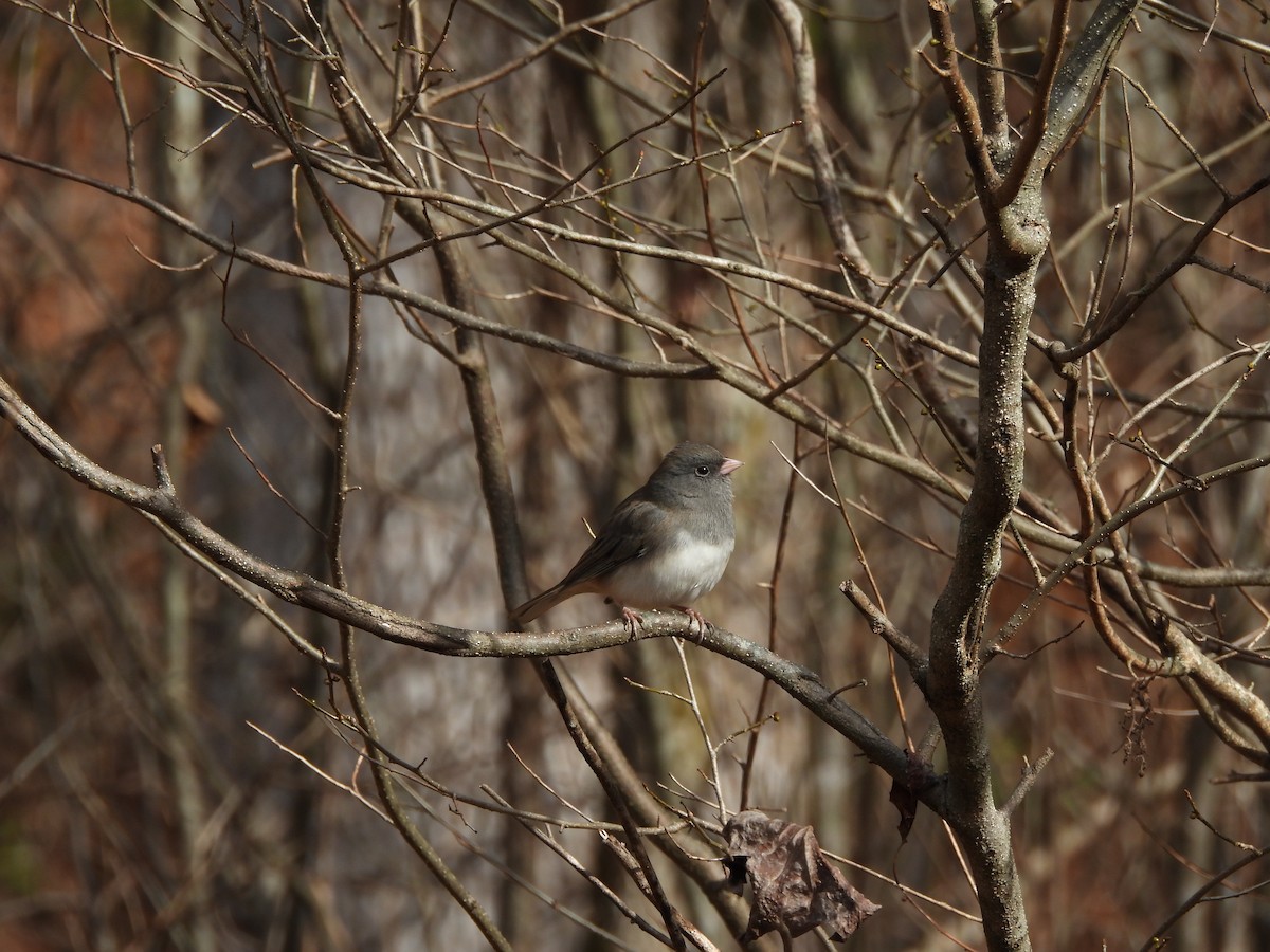 Dark-eyed Junco - ML645859220