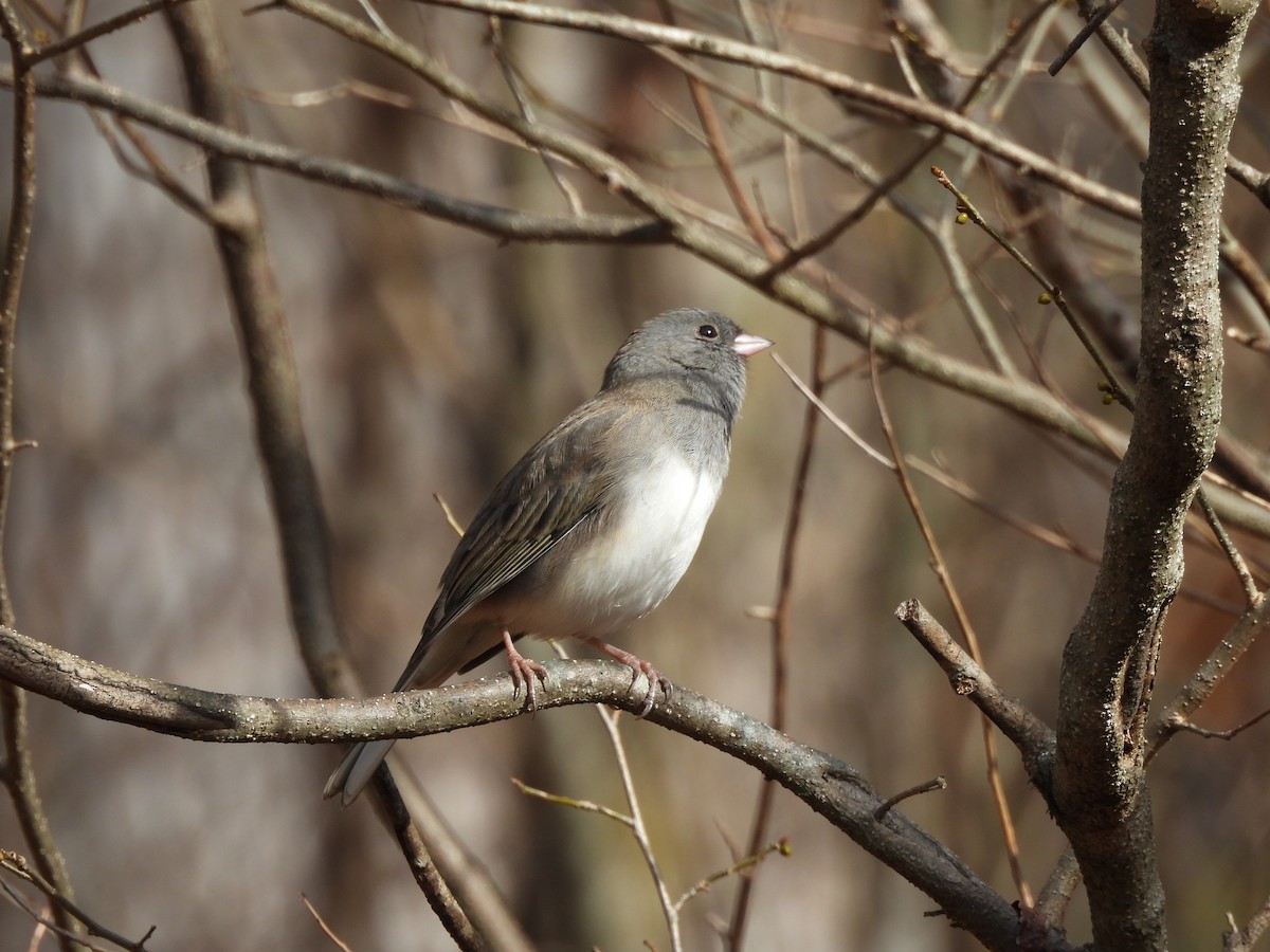 Dark-eyed Junco - ML645859221