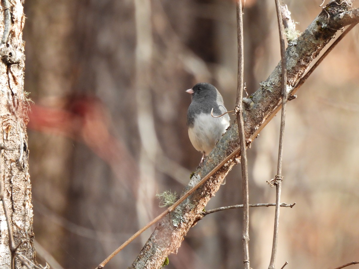 Dark-eyed Junco - ML645859222