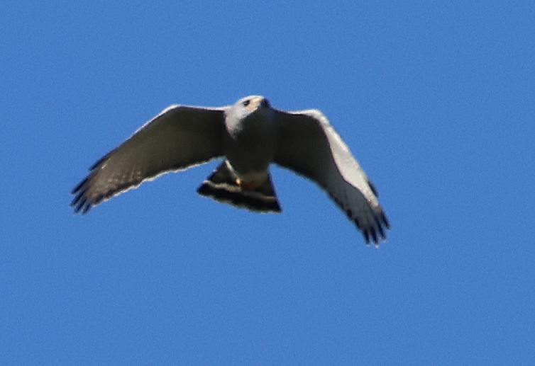 Серый канюк - ML645859224