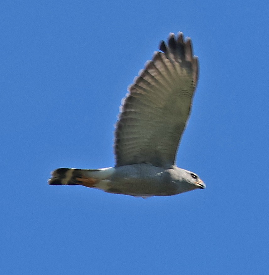 Серый канюк - ML645859225