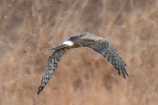 Американский лунь - ML645859226