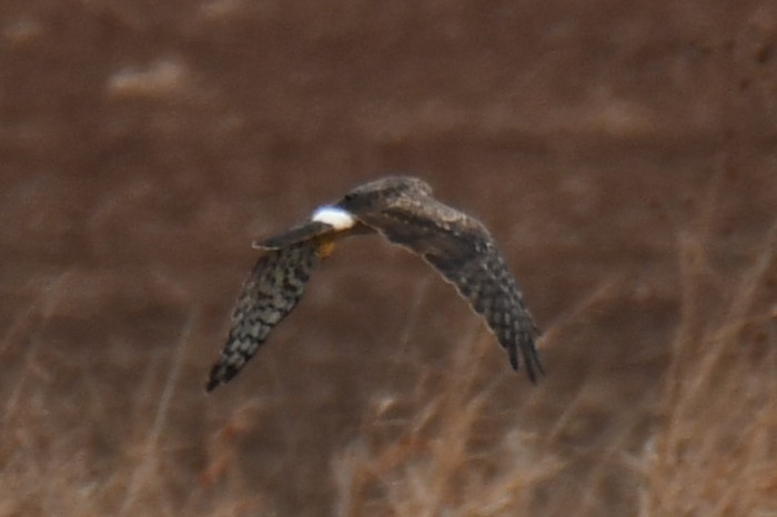 Американский лунь - ML645859227