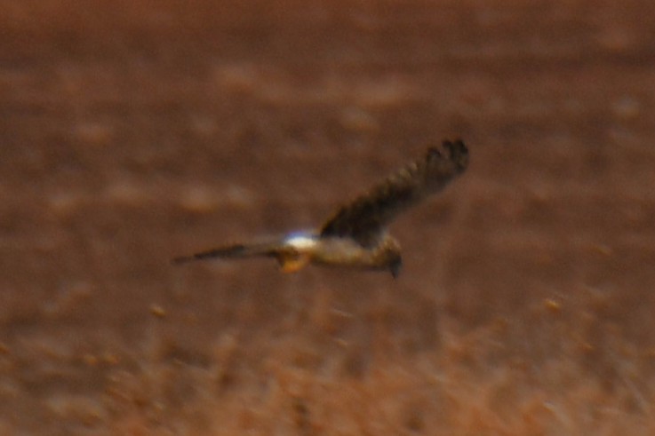 Американский лунь - ML645859228