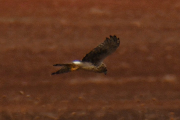 Американский лунь - ML645859229