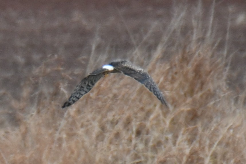 Американский лунь - ML645859230