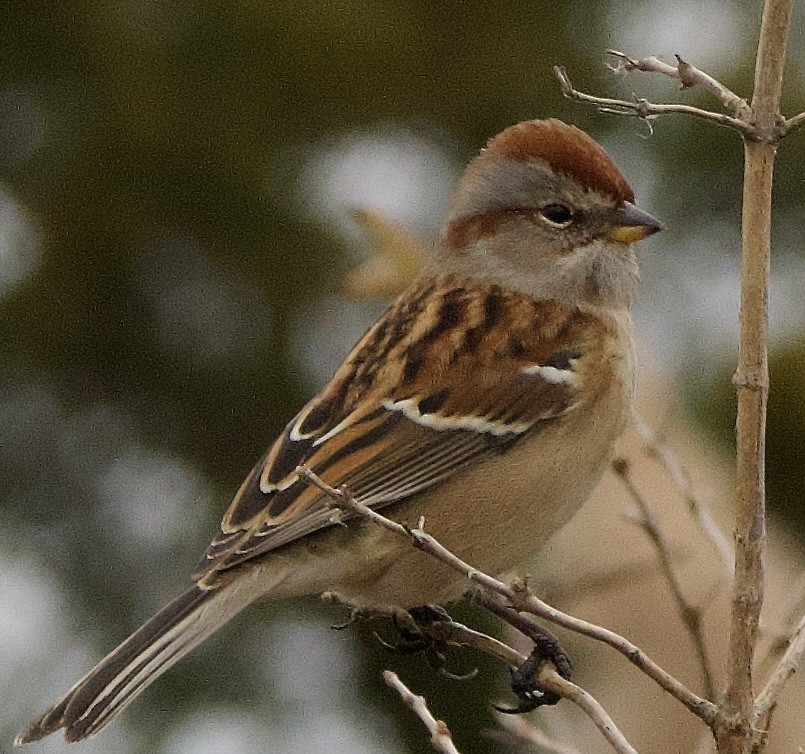 Воробьиная овсянка - ML645859231
