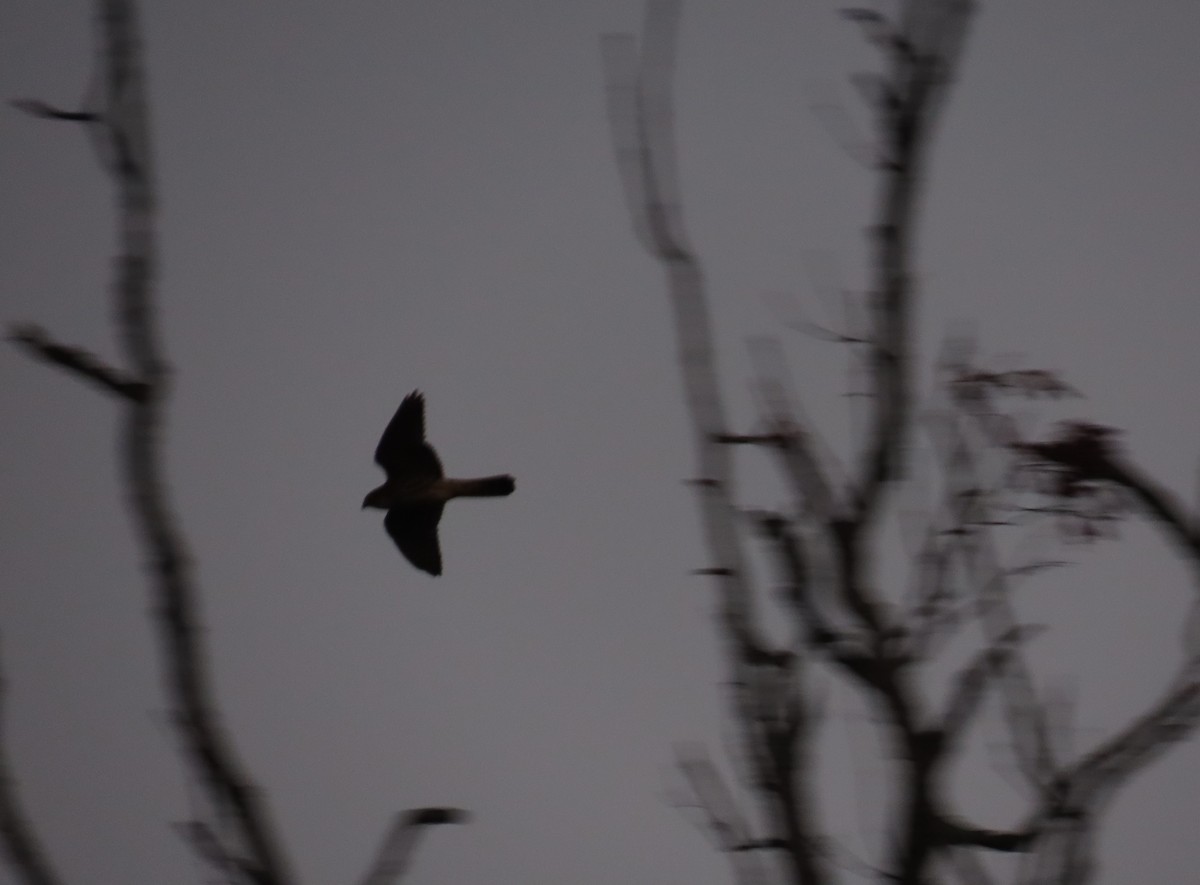 Дербник - ML645859232