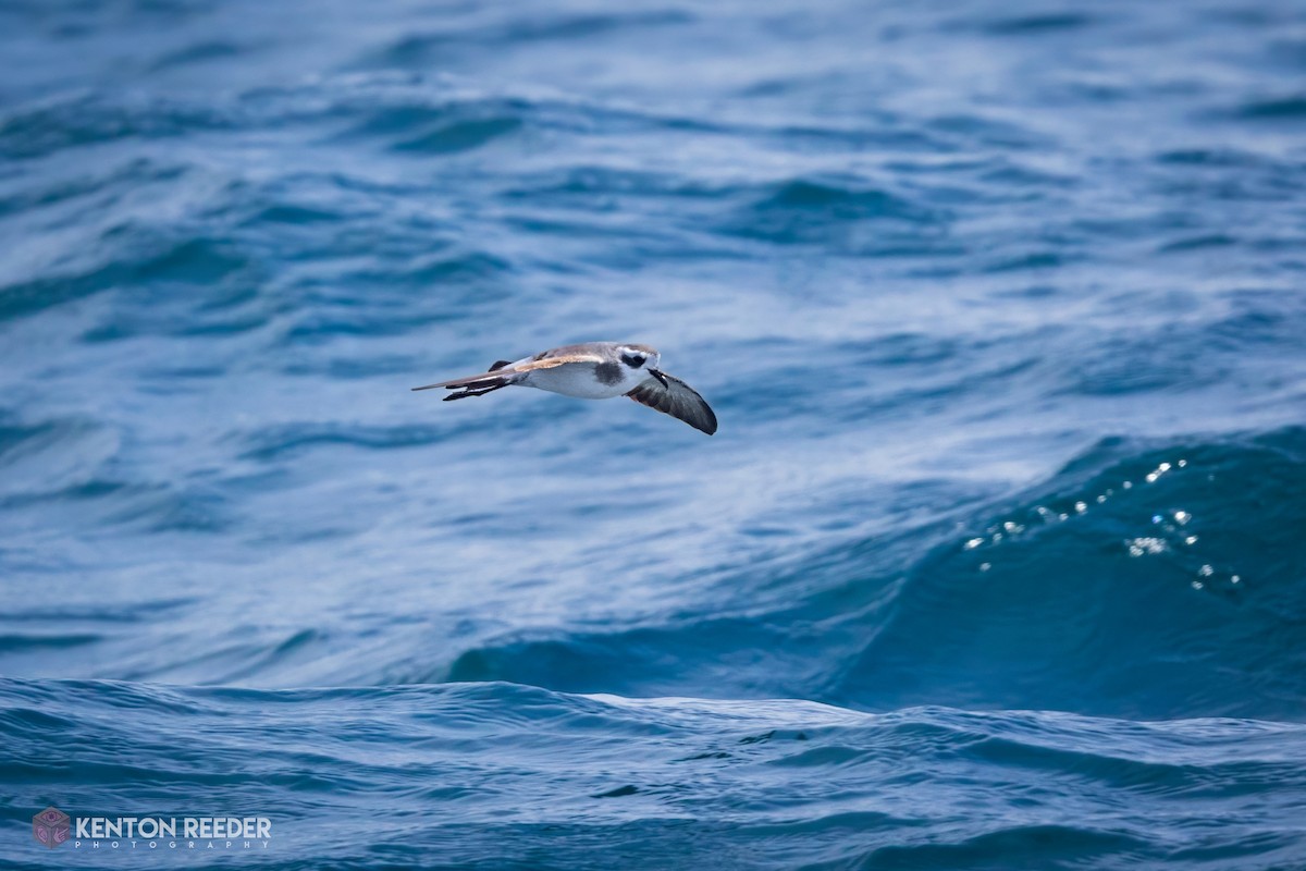 fregattstormsvale - ML645859234