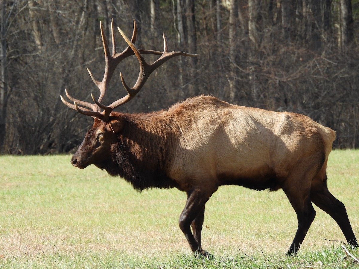 American Elk - ML645859258
