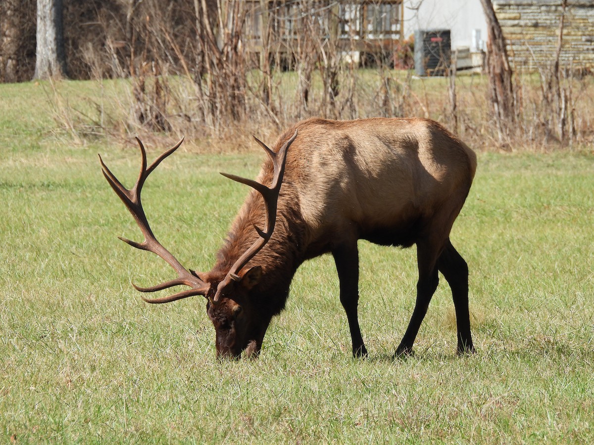 Animals - ML645859259